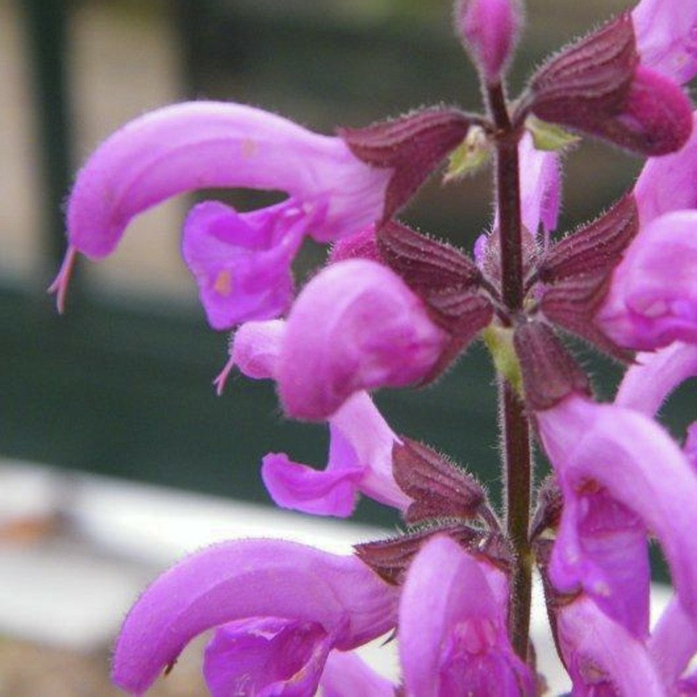 Sauge des près 'sweet esmeralda' godet de 8/9 cm