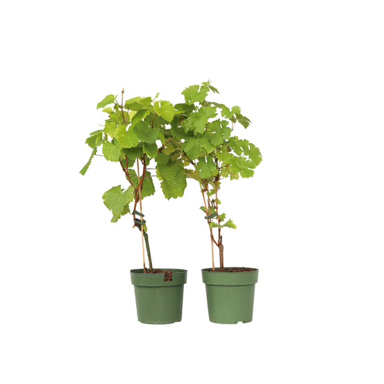 Vigne à raisin - set de 2 - vitis ‘himrod’, vitis ‘vanessa’ - h60-75cm - ⌀21cm