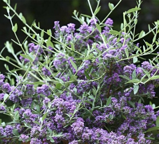 Arbre aux papillons à feuilles alternes 'unique' pot de 3l/4l