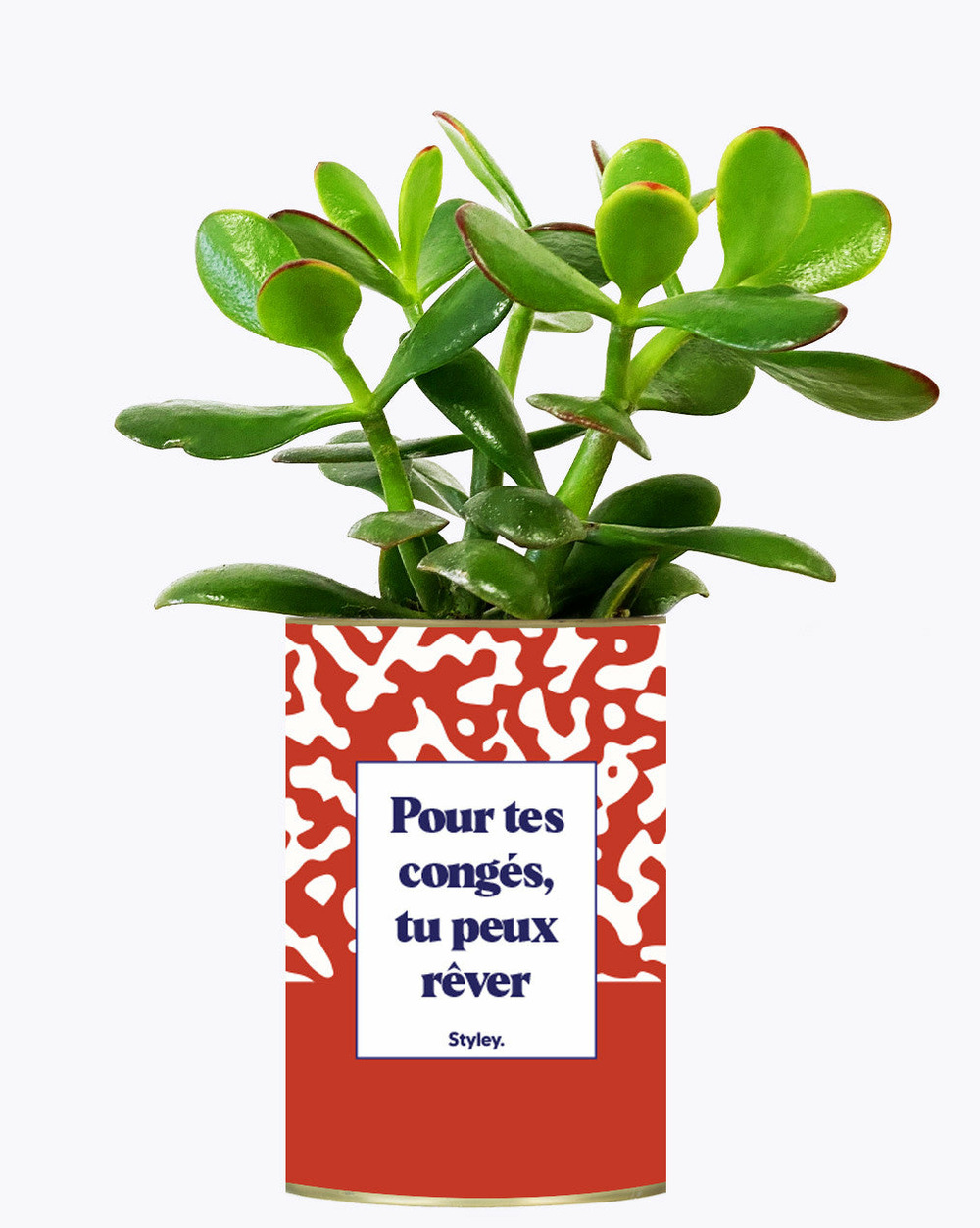 Plante facile à entretenir - pour tes congés, tu peux rêver - cactus