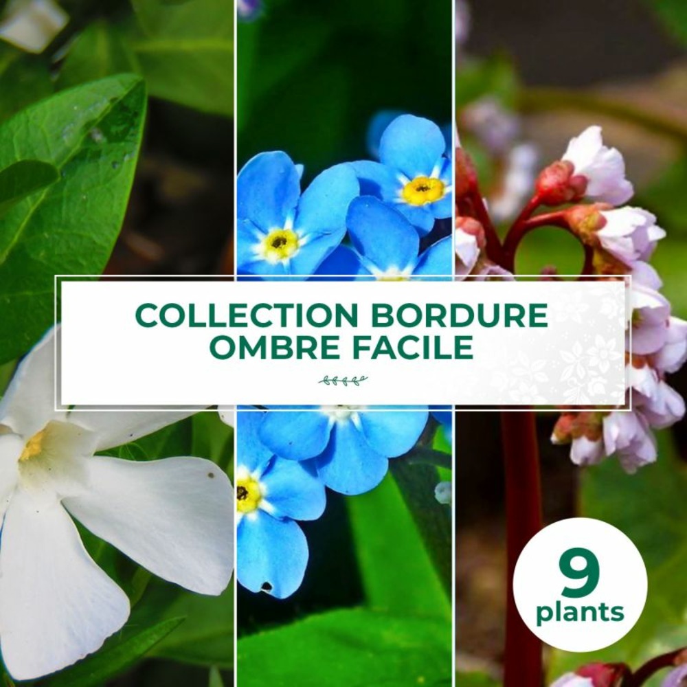 Collection de 9 vivaces pour bordure ombre facile