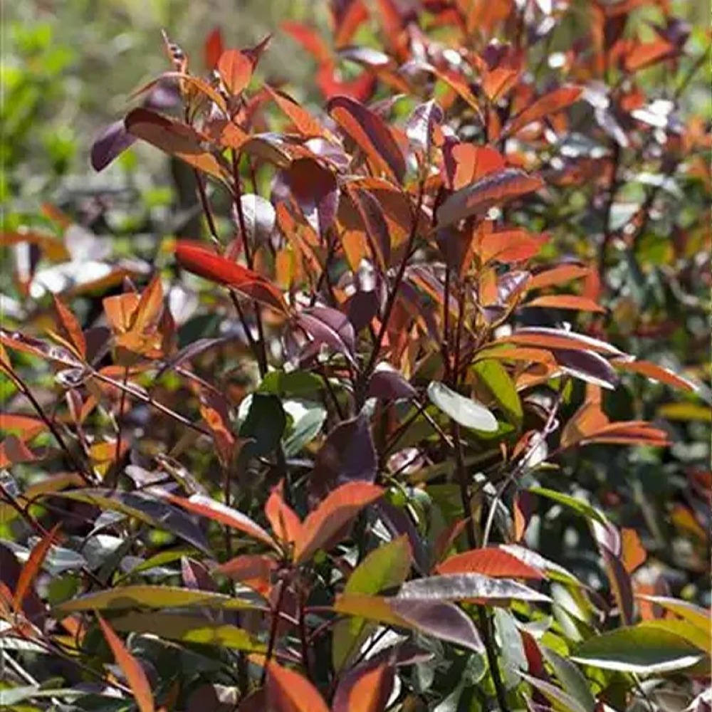 Photinia 'red balcoon' pot de 2l/3l