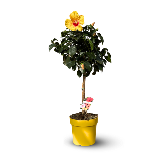 Hibiscus tige - plante fleurie - ↕ 80-90 cm - ⌀ 22 cm - plante d'intérieur & extérieur - fleur jaune