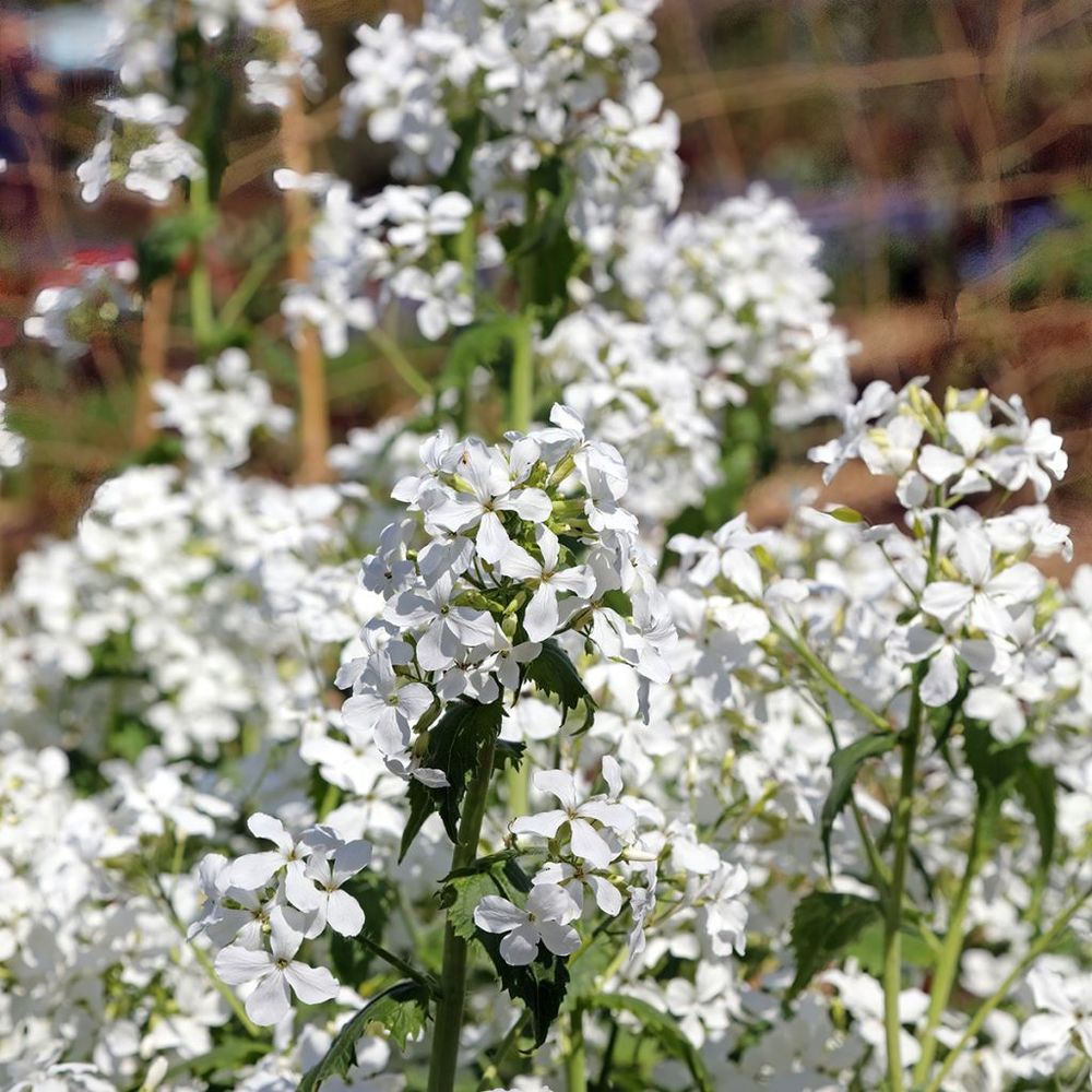 Monnaie du pape 'alba' mini-motte ø 1,5/2,5 cm, plant vert de 3 à 5 cm de haut environ (par 5)