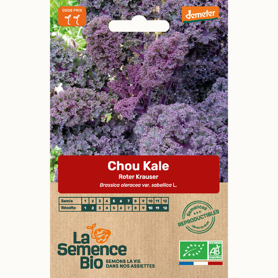 Chou kale roter krauser - graines bio
