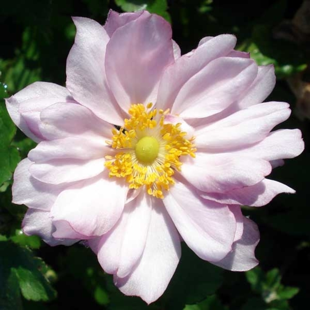 Anémone du japon 'reine charlotte' godet de 8/9 cm