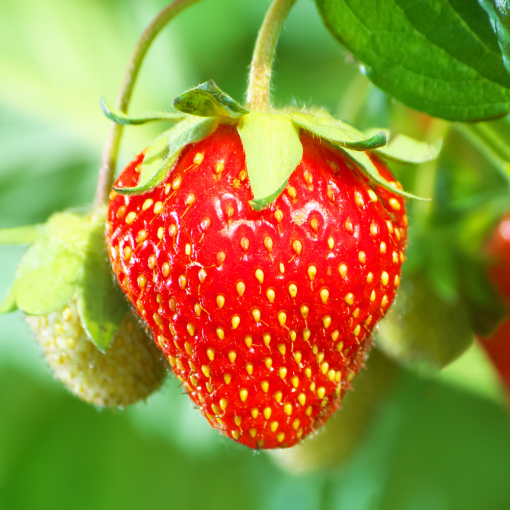 Plant fraisier mount everest pot 10.5