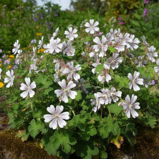 Géranium vivace renardii lot de 9 godets