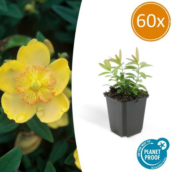 Millepertuis à grandes fleurs x60 – entre 3,75 et 5m2