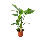 Plante d'intérieur - strelitzia nicolai 60.0cm