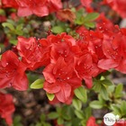 Rhododendron x 'melville' : 15litres (rouge très soutenu)