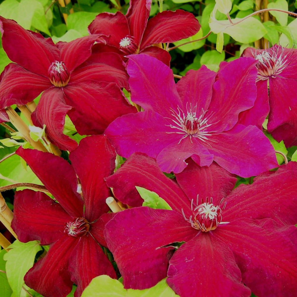 Clématite syrena pot de 3l - echelle bambou 60/120 cm