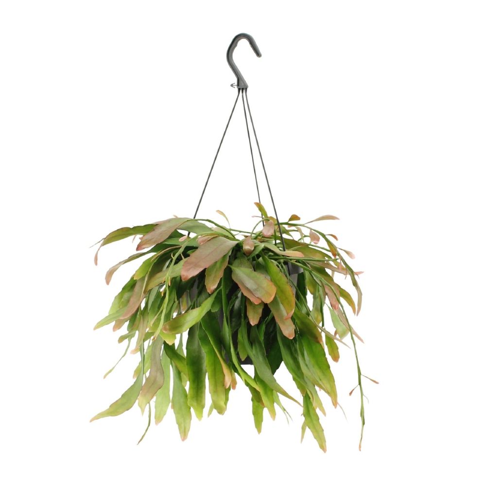 Rhipsalis red coral - ø17cm - ↕25cm - plantes d'intérieur
