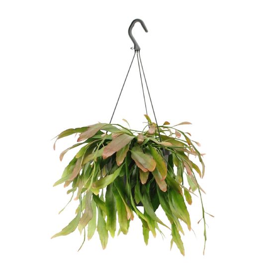 Rhipsalis red coral - ø17cm - ↕25cm - plantes d'intérieur