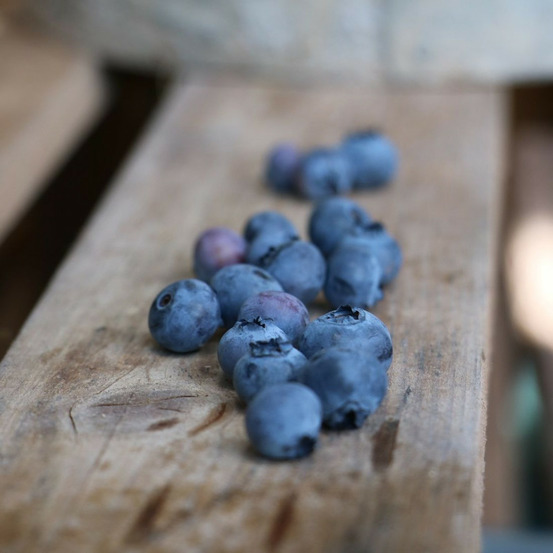 Myrtille ozarkblue, myrtillier pot de 3l - 30/60 cm