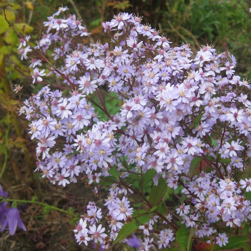 6 x aster à feuilles en cœur 'photograph' - aster 'photograph' - godet 9cm x 9cm