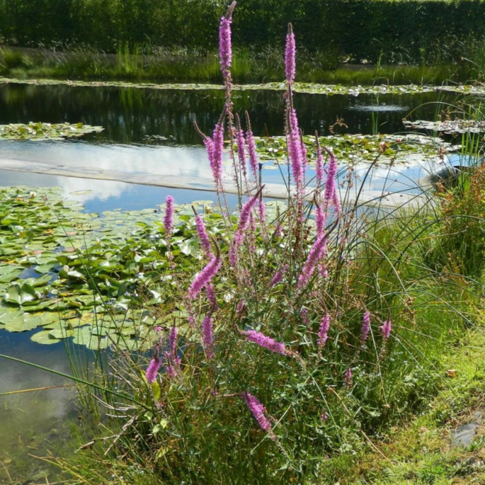 Salicaire commune, lythrum lot de 5 godets
