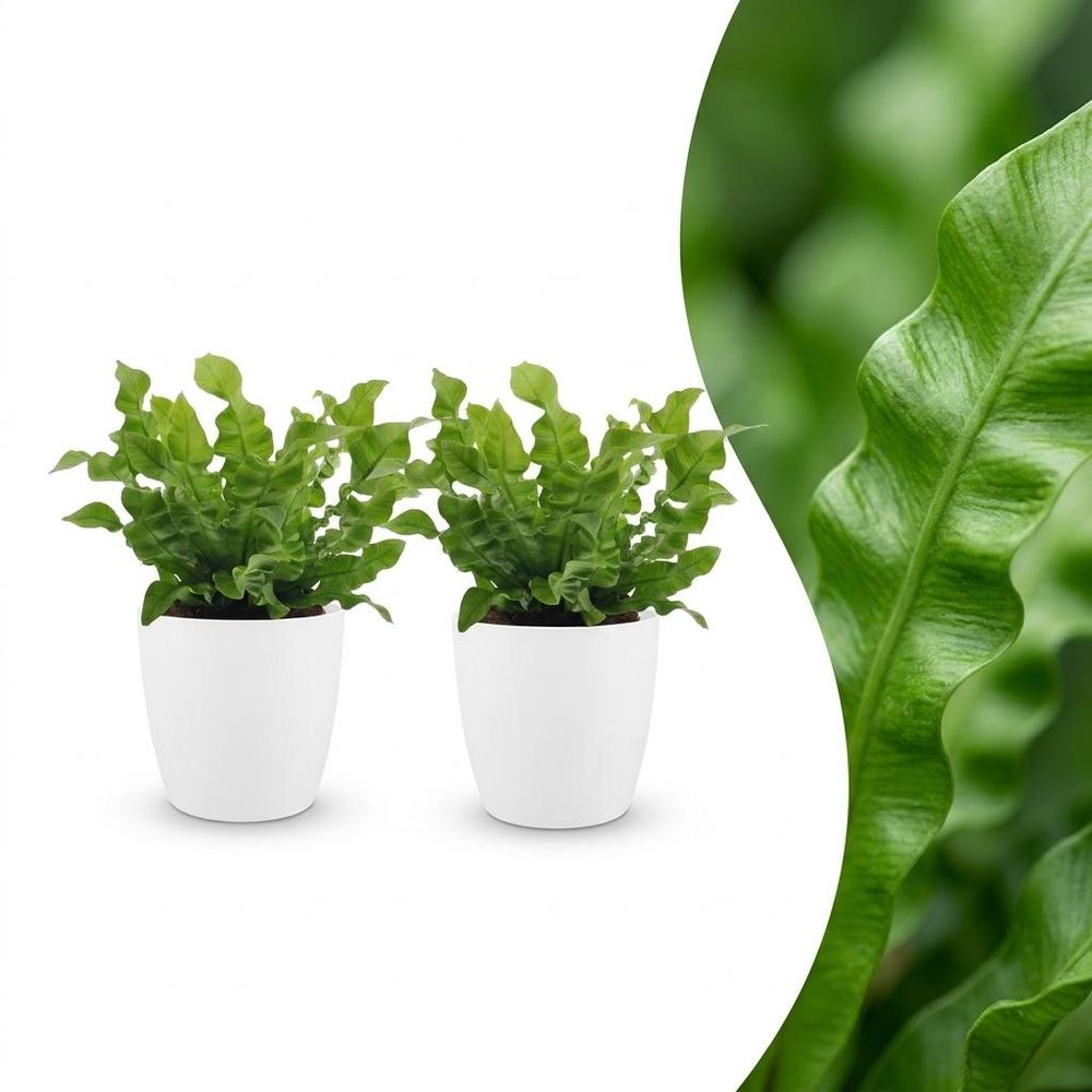 Asplenium crispy wave - fougère crispy wave - pot de 12cm