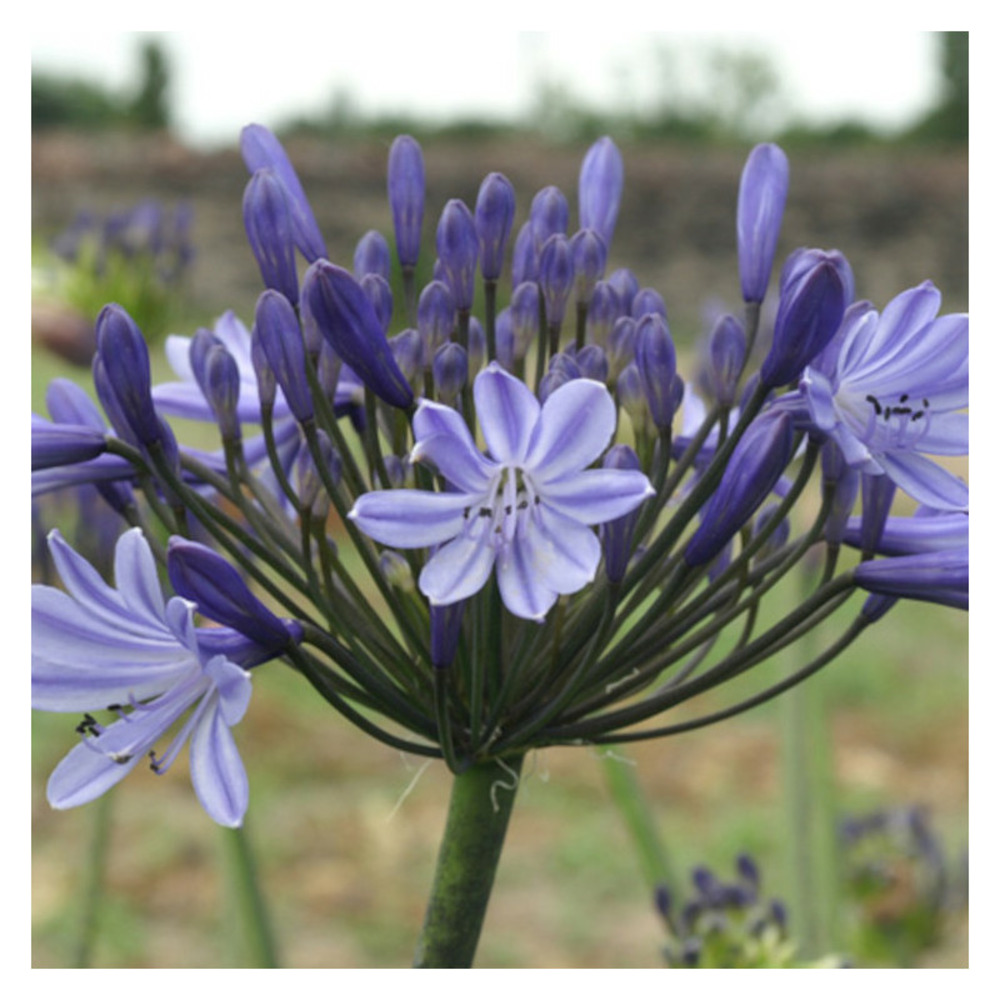 Agapanthe rosewarne godet - 5/20 cm