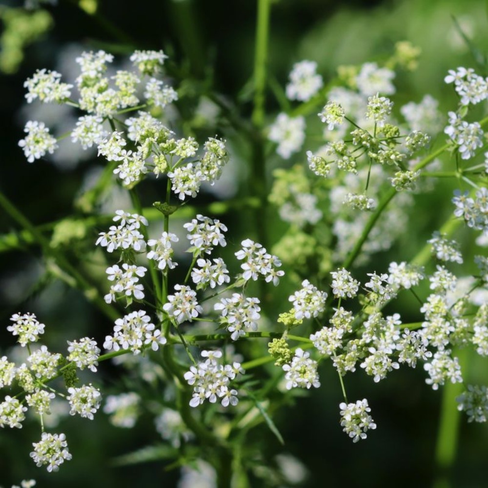 Cumin des près (carum carvi)