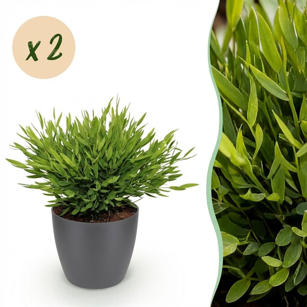 Bamusa pogonatherum monica - pet-friendly - bambou miniature - pot de 12cm - hauteur 20cm - plantes d'intérieur