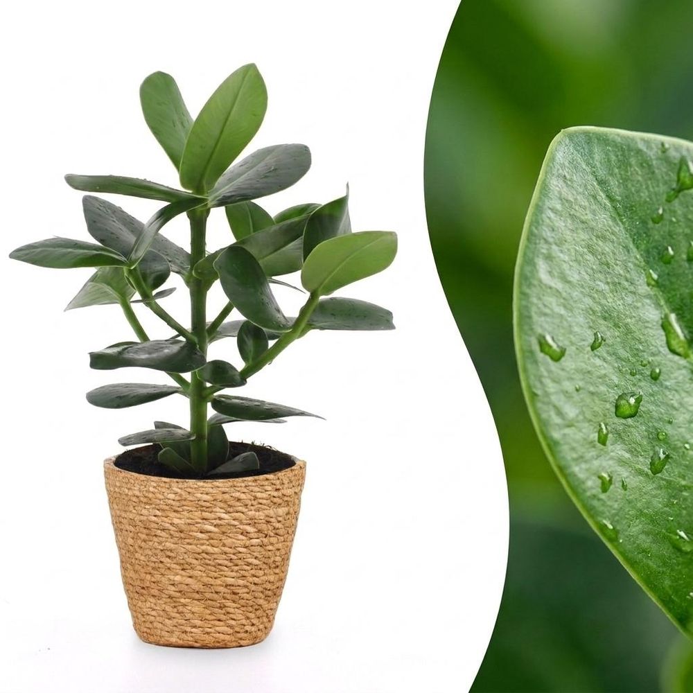 Clusia princess - clusia - pot de 12cm - plantes d'intérieur