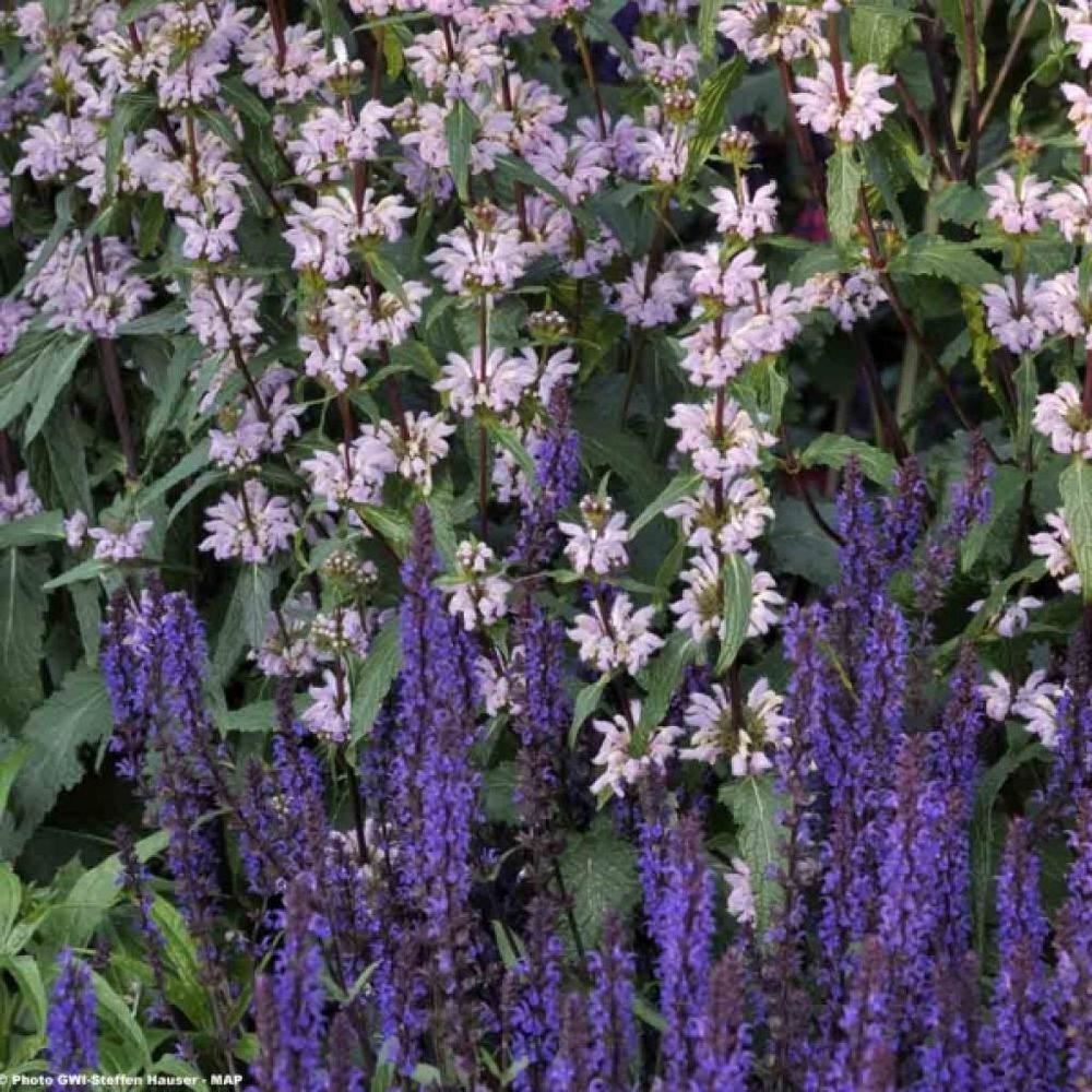 Sauge nemorosa 'blauhügel' godet de 8/9 cm