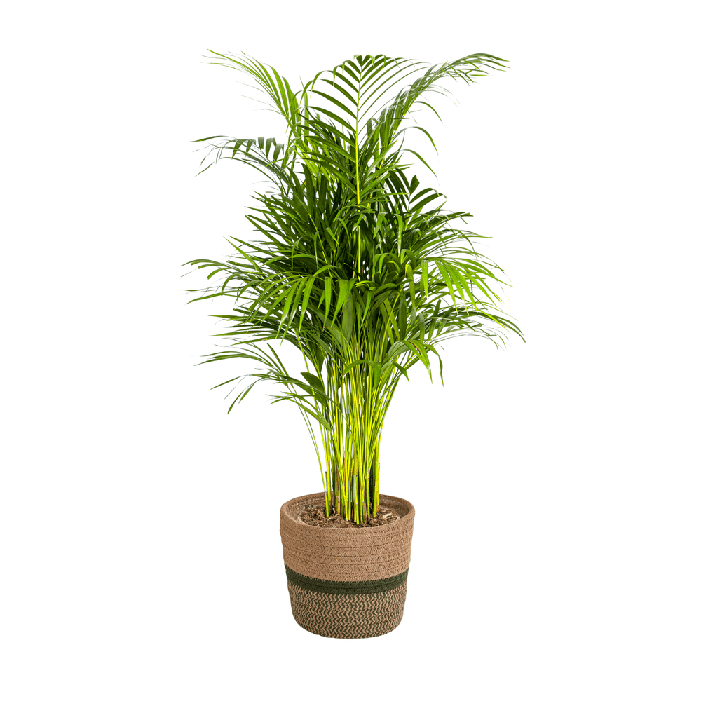 Dypsis areca lutescens avec cache-pot ø21cm - ↕100 - 120cm - plantes d'intérieur