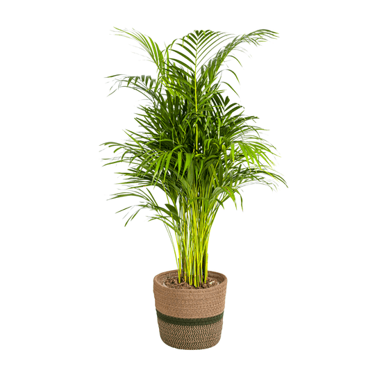 Dypsis areca lutescens avec cache-pot ø21cm - ↕100 - 120cm - plantes d'intérieur