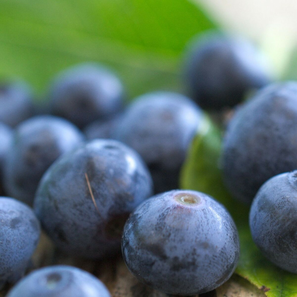 Myrtille paty, myrtillier godet - 5/20 cm