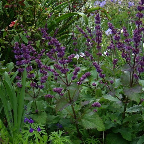 Sauge verticillée 'purple rain' godet de 8/9 cm
