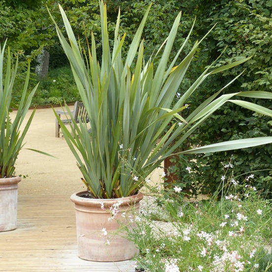 Lin de nouvelle-zélande pot de 7,5l/10l