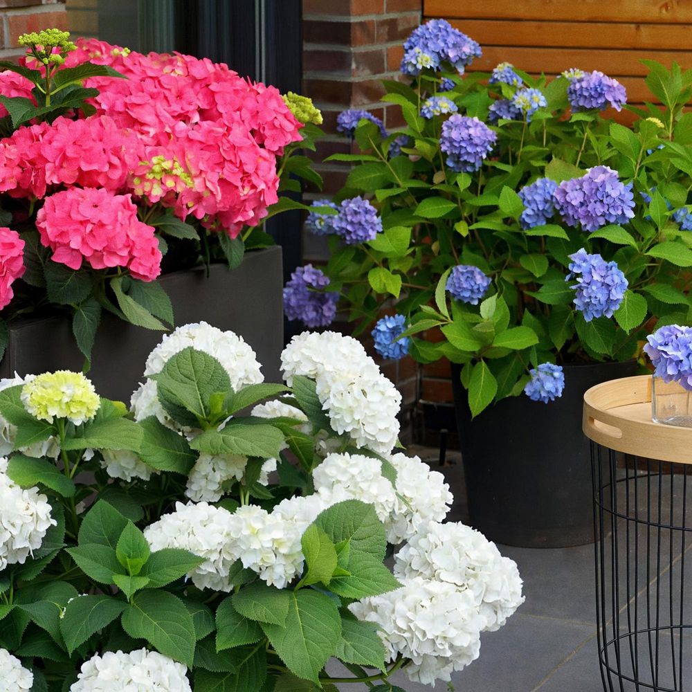 Hortensias endless summer en mélange 3 coloris - bleu rose et blanc - pot de 14cm - hauteur 20-25 cm - plante d'extérieur