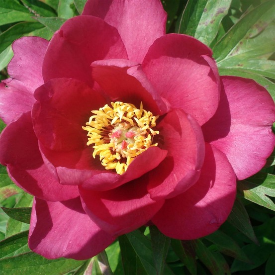 Pivoine itoh 'pink ardour' souche 3/5 yeux