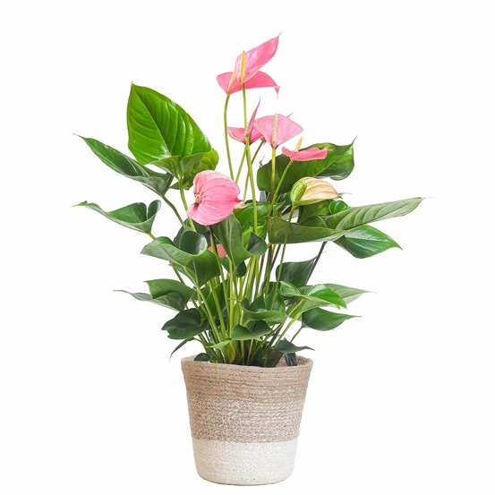 Anthurium rose et son pot panier blanc - hauteur 55cm