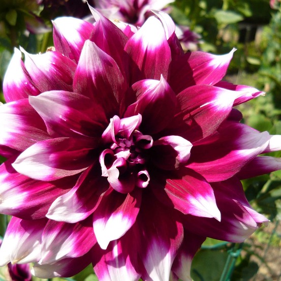 Dahlia décoratif 'mystery day' bulbe calibre i