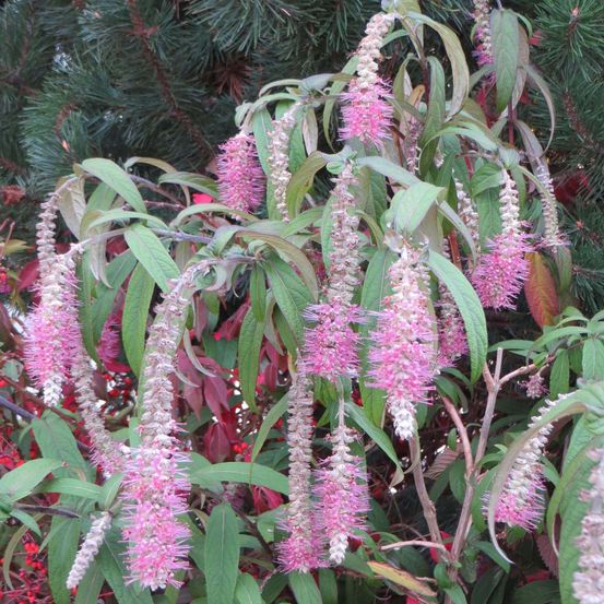 Menthe en arbre 'happy cascade' pot de 3l/4l