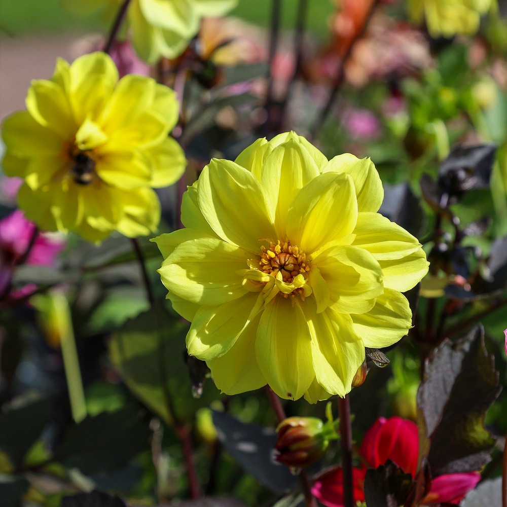Dahlia jaune - le pot / ø 10,5cm