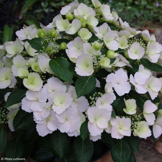 Hortensia 'runaway bride' pot de 3l/4l