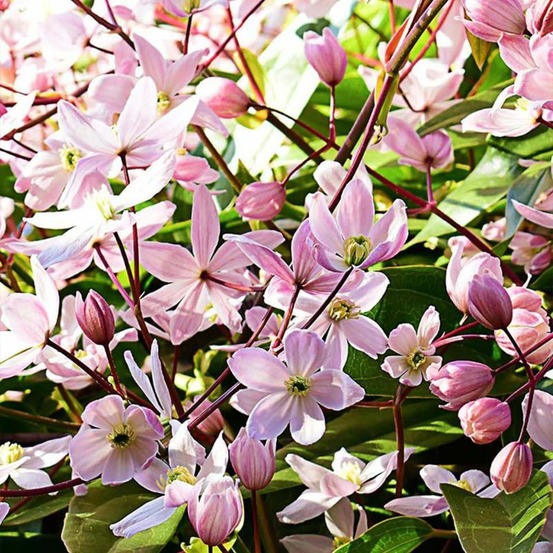 Clématite 'armandii' (clematis 'armandii')