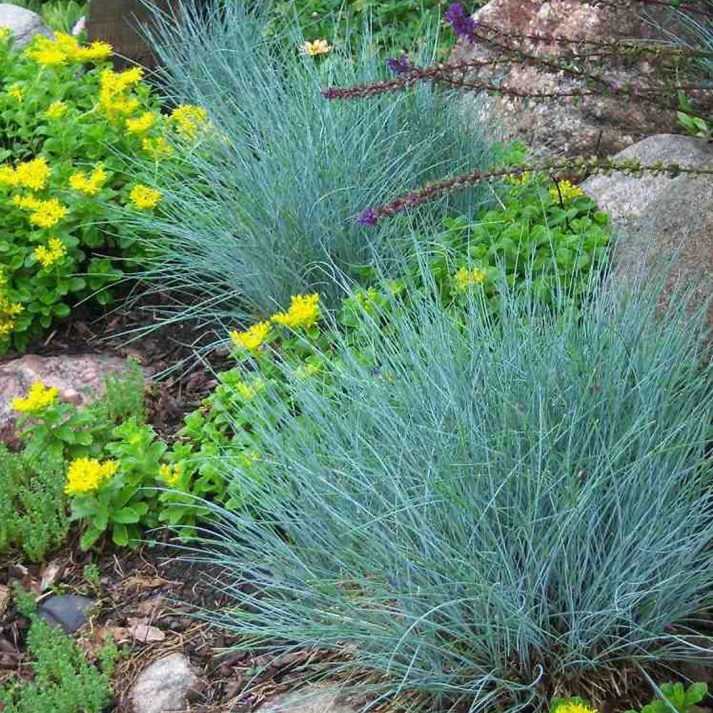 Fetuque blue select - lot de 3 godets