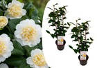 Camellia japonica brushfield's yellow - set de 2 - pot 15cm - hauteur 50-60cm