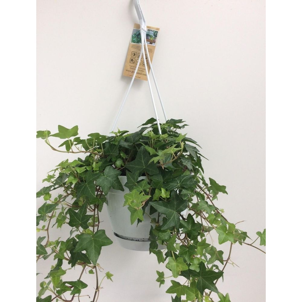 Hedera helix groen - hangpot wit / basic - ø17cm - ↕cm - plantes d'intérieur