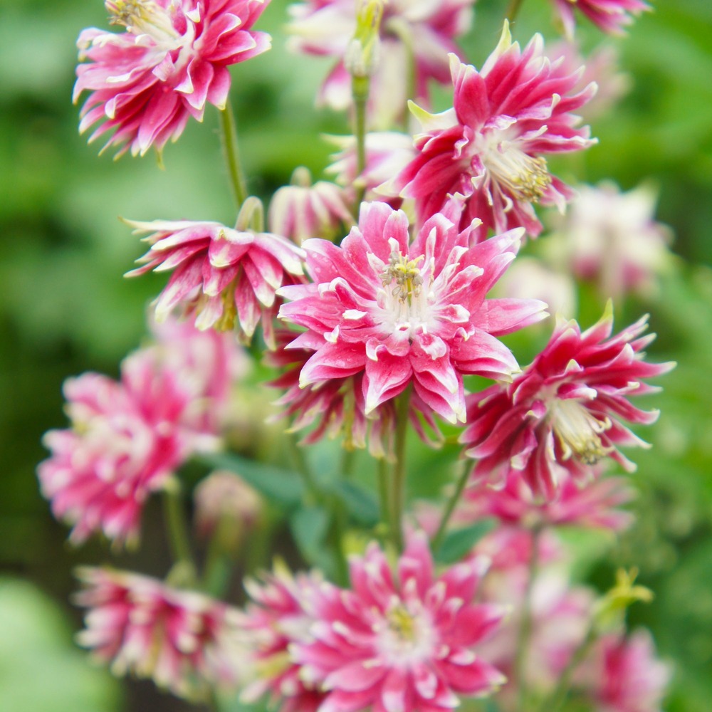 Ancolie nora barlow - le paquet de 5 racines nues, vendu par lot de 2