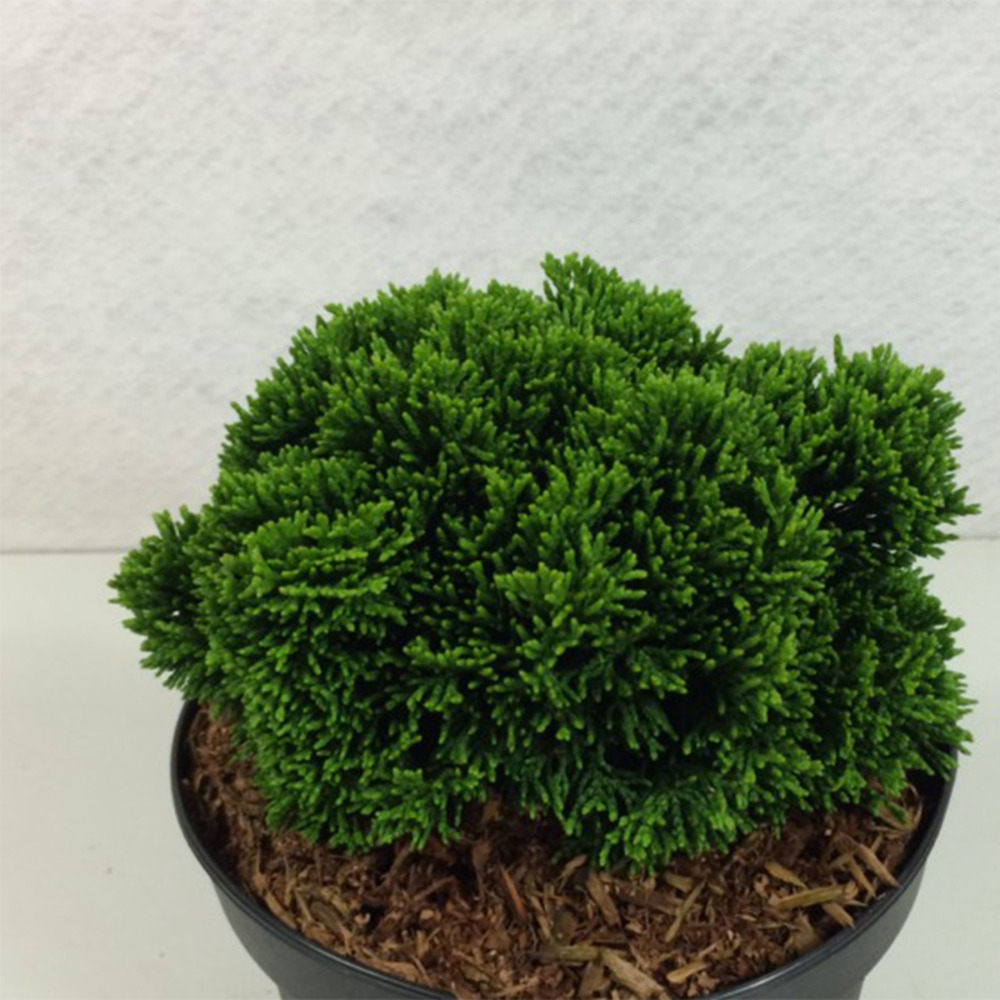 Cyprès hinoki du japon 'juniperoides' pot de 2l/3l