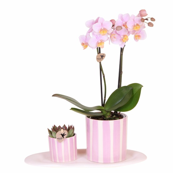 Coffret cadeau orchidée 'pink s' - phalaenopsis - hauteur 30cm
