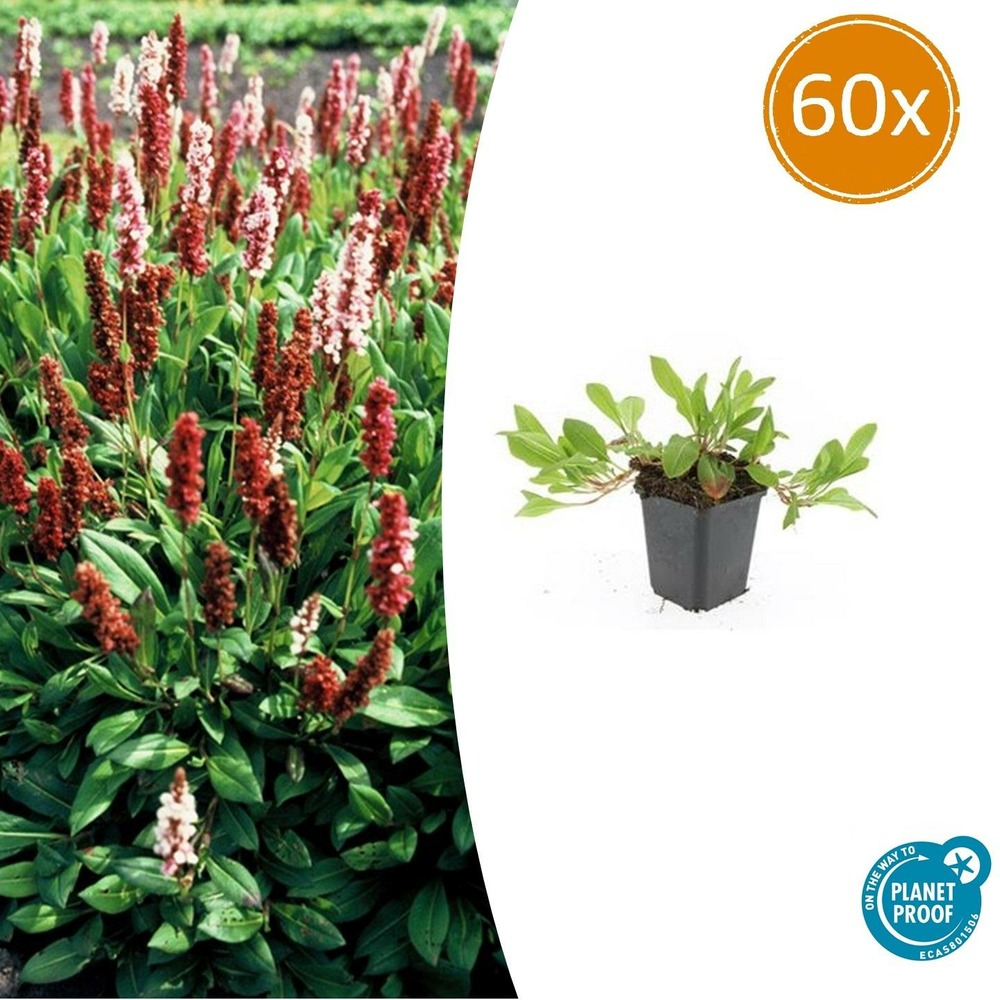 Renouée 'darjeeling red' x60 – entre 3,75 et 5m2