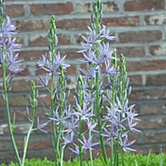 10 x camassia leichtlinii caerulea - bulbes à fleurs de printemps