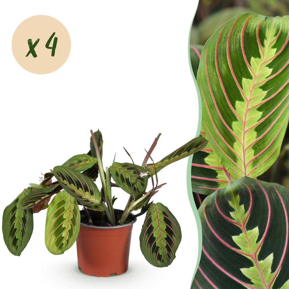 Maranta fascinator tricolour - plante de prière - pot de 12cm - hauteur 30-35cm