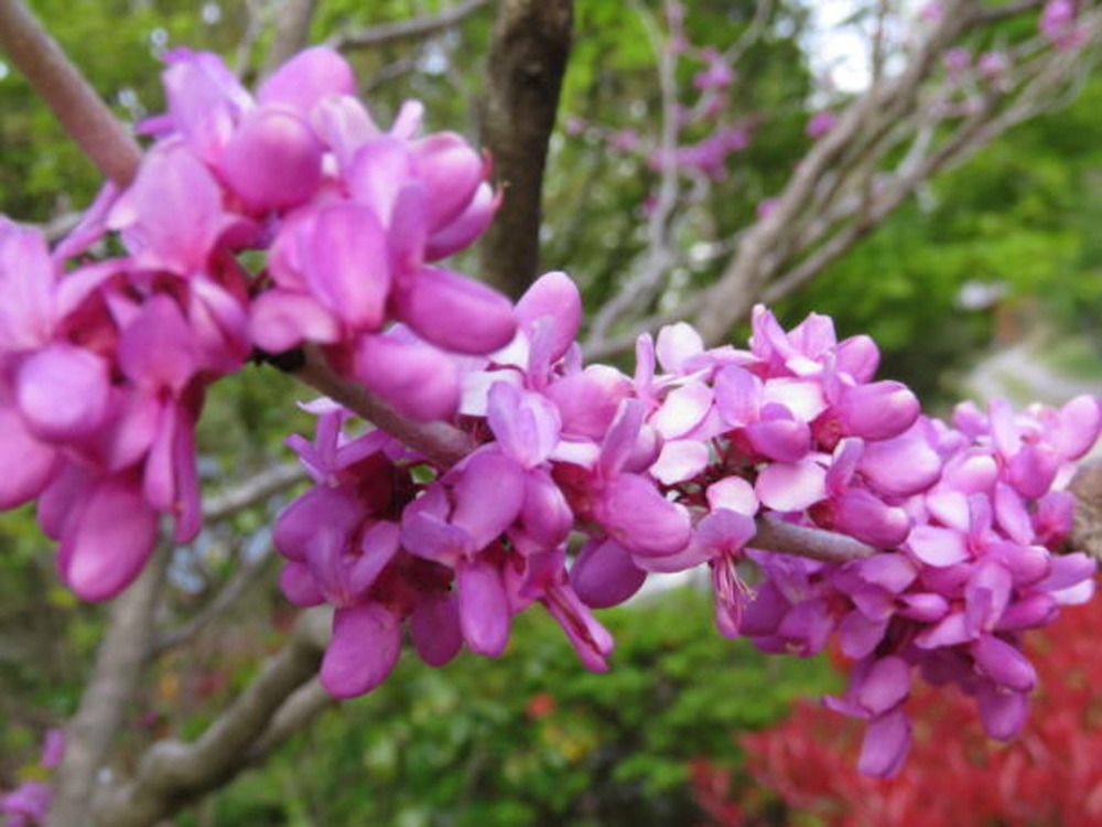 Cercis canadensis bodnant c15l baliveau 150/250 cm (hors pot)